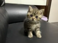 ミヌエット【埼玉県・男の子・2021年4月17日・ブラウンタビー】の写真4