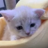 ミヌエット(短足)【埼玉県・男の子・2024年2月1日・クリームタビー&ホワイト】の写真5