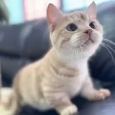 ミヌエット(短足)【埼玉県・男の子・2025年3月21日・レッドタビー】の写真2