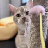 ミヌエット(短足)【埼玉県・男の子・2025年3月21日・レッドタビー】の写真4