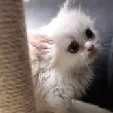 ミヌエット(短足)【埼玉県・男の子・2025年4月16日・クリームタビー&ホワイト】の写真13