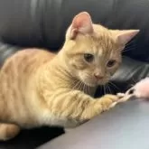 ミヌエット(短足)【埼玉県・男の子・2025年3月21日・レッドタビー】の写真5