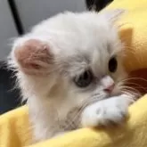 ミヌエット(短足)【埼玉県・男の子・2025年4月16日・クリームタビー&ホワイト】の写真14