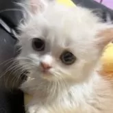 ミヌエット(短足)【埼玉県・男の子・2025年4月16日・クリームタビー&ホワイト】の写真15