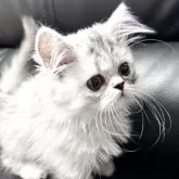 ミヌエット(長足)【埼玉県・女の子・2025年3月1日・シルバーパッチドタビー】の写真9