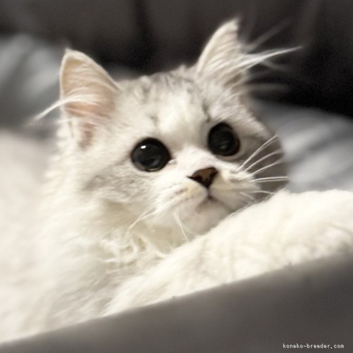 ブリーダー画像