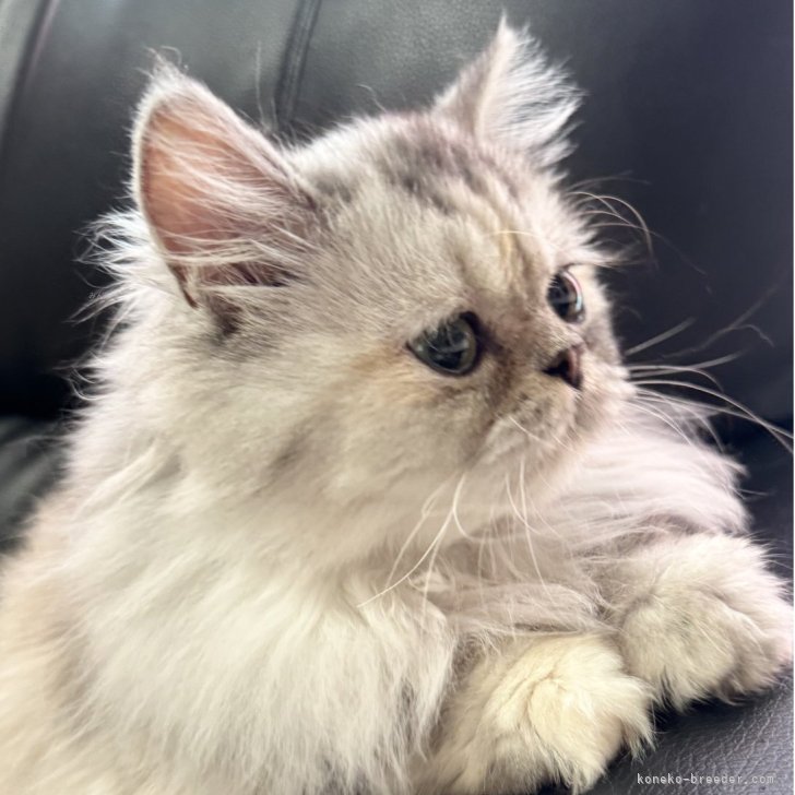 ブリーダー画像