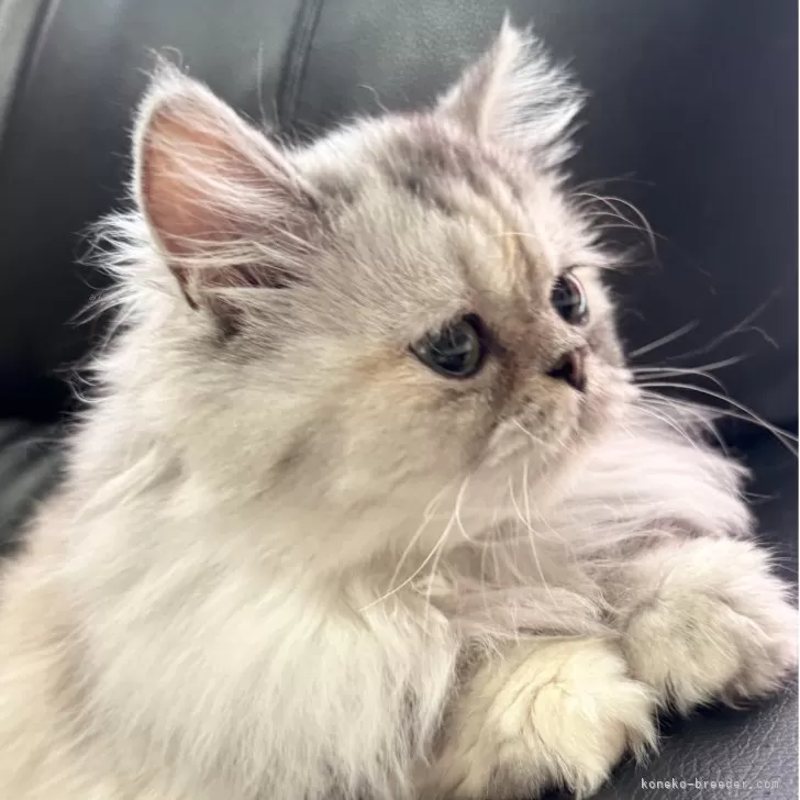 ミヌエット(長足)【埼玉県・女の子・2025年3月1日・シルバーパッチドタビー】の写真1