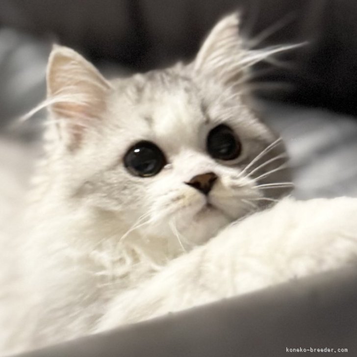 ブリーダー画像