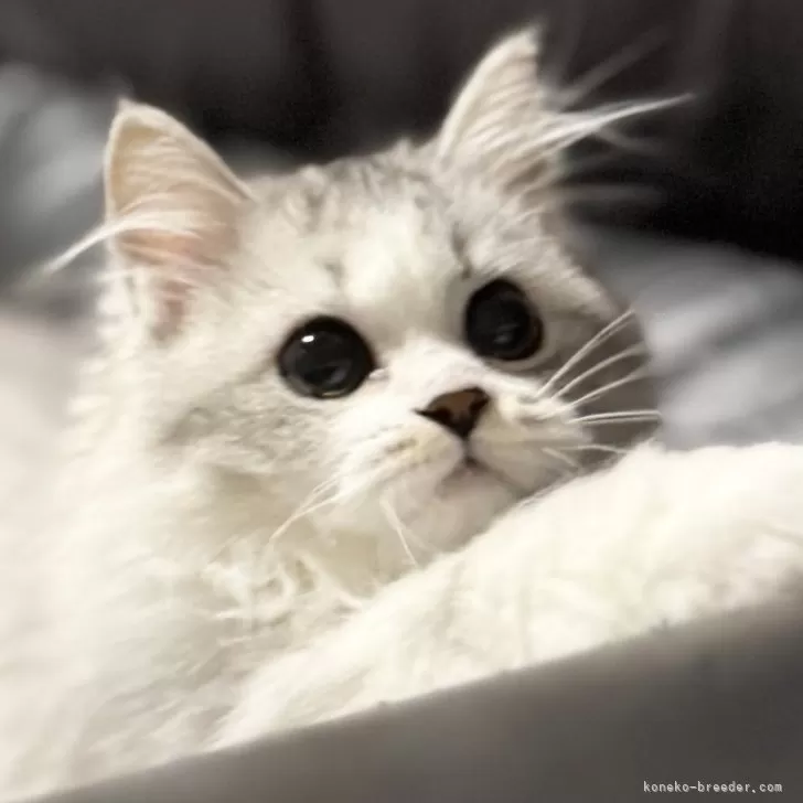 ミヌエット(長足)【埼玉県・女の子・2025年7月20日・ブルータビー&amp;ホワイト】の写真1