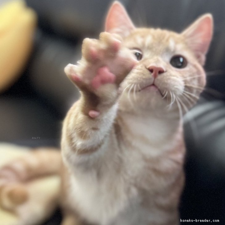 ブリーダー画像