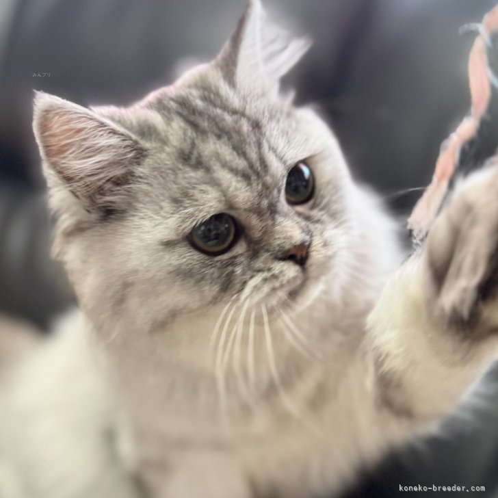 ブリーダー画像