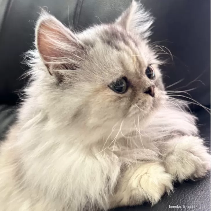 ミヌエット(長足)【埼玉県・女の子・2025年3月1日・シルバーパッチドタビー】の写真1