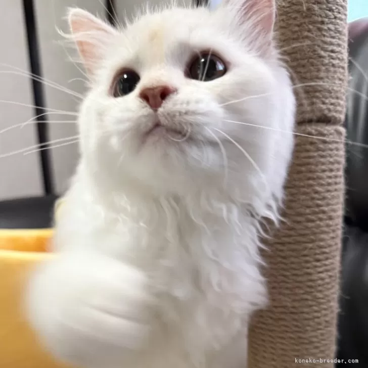 ミヌエット(長足)【埼玉県・男の子・2025年4月16日・クリーム&amp;ホワイト】の写真1