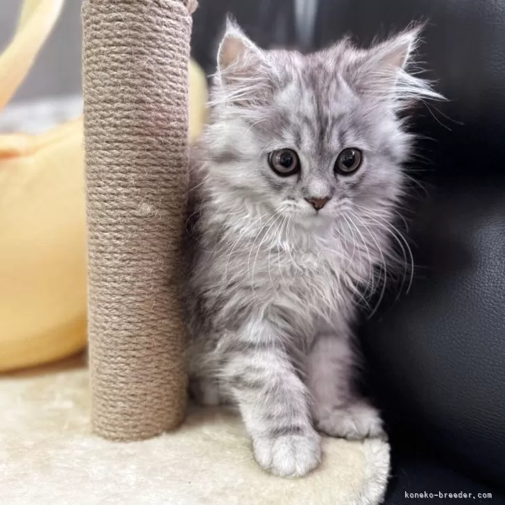 ID：2504-02724の子猫
