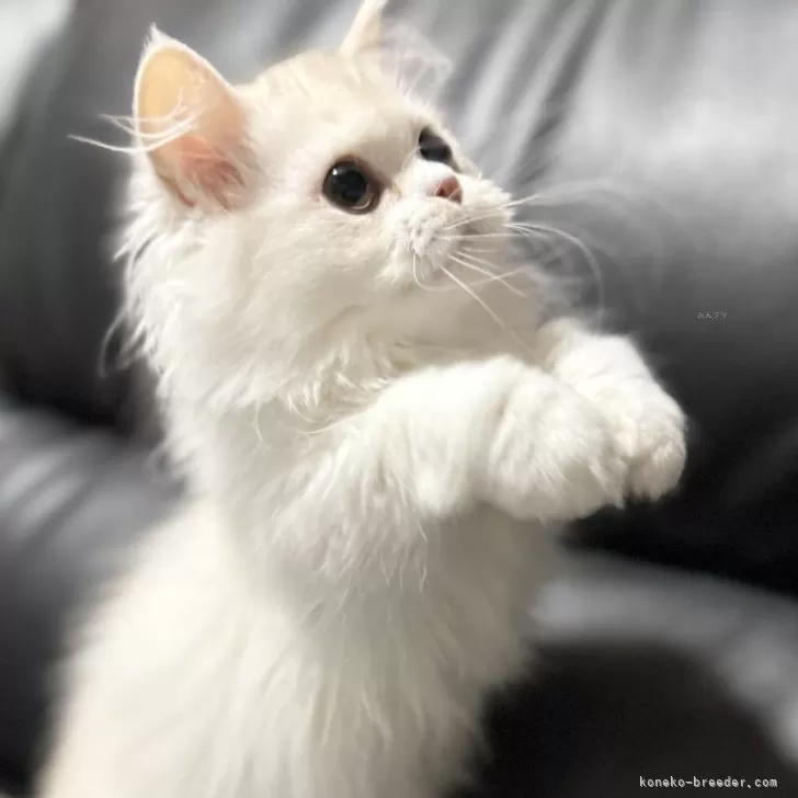 ミヌエット(短足)【埼玉県・男の子・2025年7月20日・クリーム&amp;ホワイト】の写真1