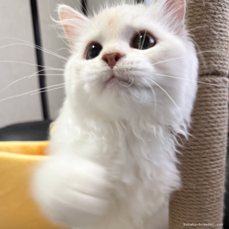 ブリーダー画像