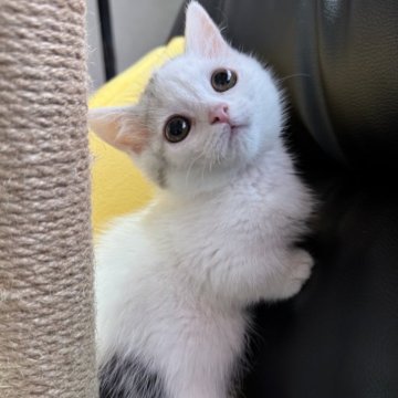 ミヌエット(短足)【埼玉県・女の子・2025年2月26日・ダイリュートキャリコ（短毛）】の写真「小柄でおっとり系のとても可愛い短足短毛姫です！」