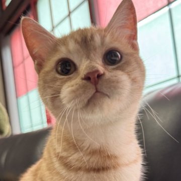 ミヌエット(短足)【埼玉県・男の子・2025年3月21日・レッドタビー（短毛）】の写真「人懐こく元気いっぱいで可愛い短足短毛王子です！」