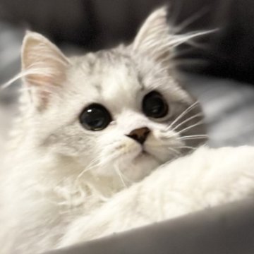 ミヌエット(長足)【埼玉県・女の子・2025年7月20日・ブルータビー&ホワイト（長毛）】の写真「活発でとても人懐こく可愛いらしい長毛長足ちゃん！」