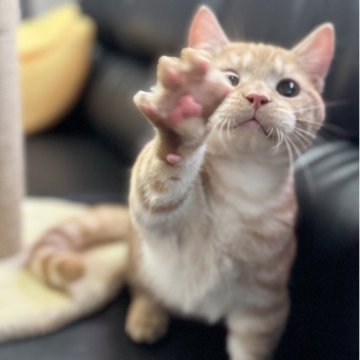 ミヌエット【埼玉県・男の子・2025年3月21日・レッドタビー（短毛）】の写真「とても人懐こく活発な短足短毛王子です！」