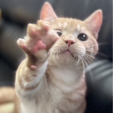 ミヌエット(短足)【埼玉県・男の子・2025年3月21日・レッドタビー（短毛）】の写真「とても人懐こく活発な短足短毛王子です！」