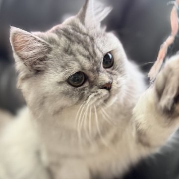 ミヌエット(長足)【埼玉県・女の子・2025年3月1日・ブルータビー（長毛）】の写真「活発で非常に人懐こく可愛いらしい長毛女子です！」