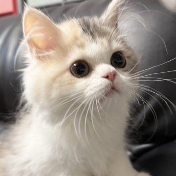 ミヌエット(長足)【埼玉県・女の子・2025年7月20日・ダイリュートキャリコ（長毛）】の写真「元気いっぱいでとても人懐こく可愛い長毛長足ちゃん！」