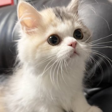 ミヌエット(長足)【埼玉県・女の子・2025年7月20日・ダイリュートキャリコ（長毛）】の写真「元気いっぱいでとても人懐こく可愛い長毛長足ちゃん！」