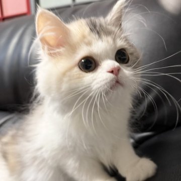 ミヌエット(長足)【埼玉県・女の子・2025年7月20日・ダイリュートキャリコ（長毛）】の写真「元気いっぱいでとても人懐こく可愛い長毛長足ちゃん！」