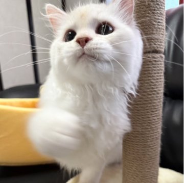 ミヌエット(長足)【埼玉県・男の子・2025年4月16日・クリーム&ホワイト（長毛）】の写真「活発で人懐こく可愛らしい長毛長足くんです！」