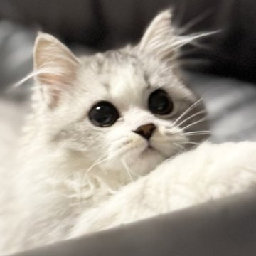 ミヌエット(長足)【埼玉県・女の子・2025年7月20日・ブルータビー&ホワイト（長毛）】の写真「活発でとても人懐こく可愛いらしい長毛長足ちゃん！」