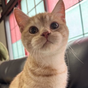 ミヌエット(短足)【埼玉県・男の子・2025年3月21日・レッドタビー（短毛）】の写真「人懐こく元気いっぱいで可愛い短足短毛王子です！」