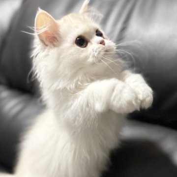 ミヌエット(短足)【埼玉県・男の子・2025年7月20日・クリーム&ホワイト（長毛）】の写真「活発でとても人懐こく可愛いらしい長毛中足男子です！」