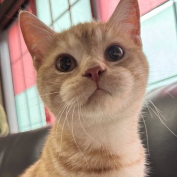 ミヌエット(短足)【埼玉県・男の子・2025年3月21日・レッドタビー（短毛）】の写真「人懐こく元気いっぱいで可愛い短足短毛王子です！」