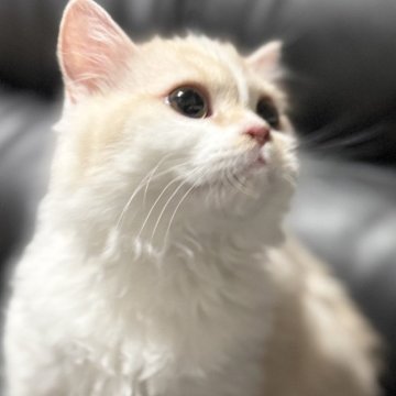 ミヌエット(短足)【埼玉県・男の子・2025年4月16日・クリームタビー&ホワイト（長毛）】の写真「小柄ですが元気でとても人懐こい短足長毛王子です！」