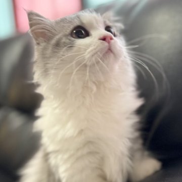 ミヌエット(短足)【埼玉県・男の子・2025年4月16日・ブルータビー&ホワイト（長毛）】の写真「人懐こくとても可愛らしいもふもふ長毛短足王子です！」