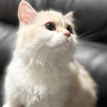 ミヌエット(短足)【埼玉県・男の子・2025年4月16日・クリームタビー&ホワイト（長毛）】の写真「小柄ですが元気でとても人懐こい短足長毛王子です！」