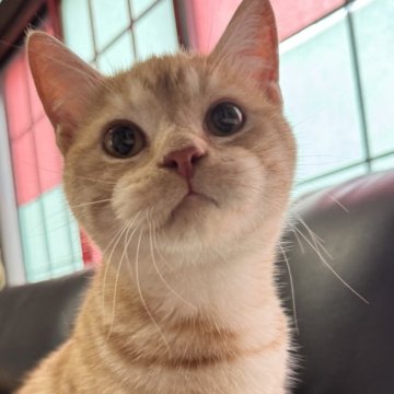 ミヌエット(短足)【埼玉県・男の子・2025年3月21日・レッドタビー（短毛）】の写真「人懐こく元気いっぱいで可愛い短足短毛王子です！」