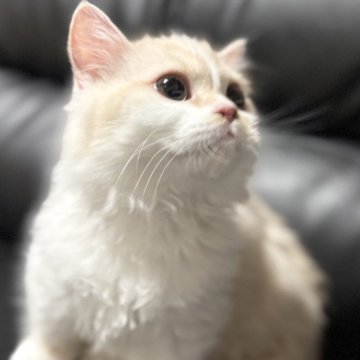 ミヌエット(短足)【埼玉県・男の子・2025年4月16日・クリームタビー&ホワイト（長毛）】の写真「小柄ですが元気でとても人懐こい短足長毛王子です！」