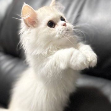 ミヌエット(短足)【埼玉県・男の子・2025年7月20日・クリーム&ホワイト（長毛）】の写真「活発でとても人懐こく可愛いらしい長毛中足男子です！」