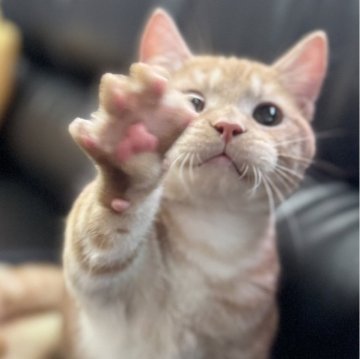 ミヌエット(短足)【埼玉県・男の子・2025年3月21日・レッドタビー（短毛）】の写真「とても人懐こく活発な短足短毛王子です！」