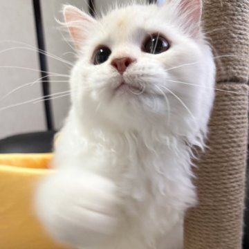 ミヌエット(長足)【埼玉県・男の子・2025年4月16日・クリーム&ホワイト（長毛）】の写真「活発で人懐こく可愛らしい長毛長足くんです！」