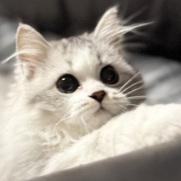 ミヌエット(長足)【埼玉県・女の子・2025年7月20日・ブルータビー&ホワイト（長毛）】の写真「活発でとても人懐こく可愛いらしい長毛長足ちゃん！」