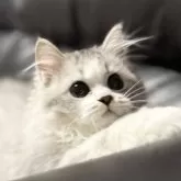 ミヌエット(長足)