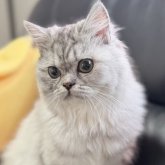 ミヌエット
