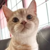 ミヌエット(短足)