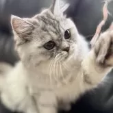 ミヌエット(長足)