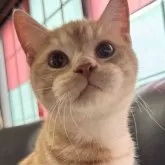 ミヌエット(短足)