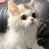 ミヌエット(長足)